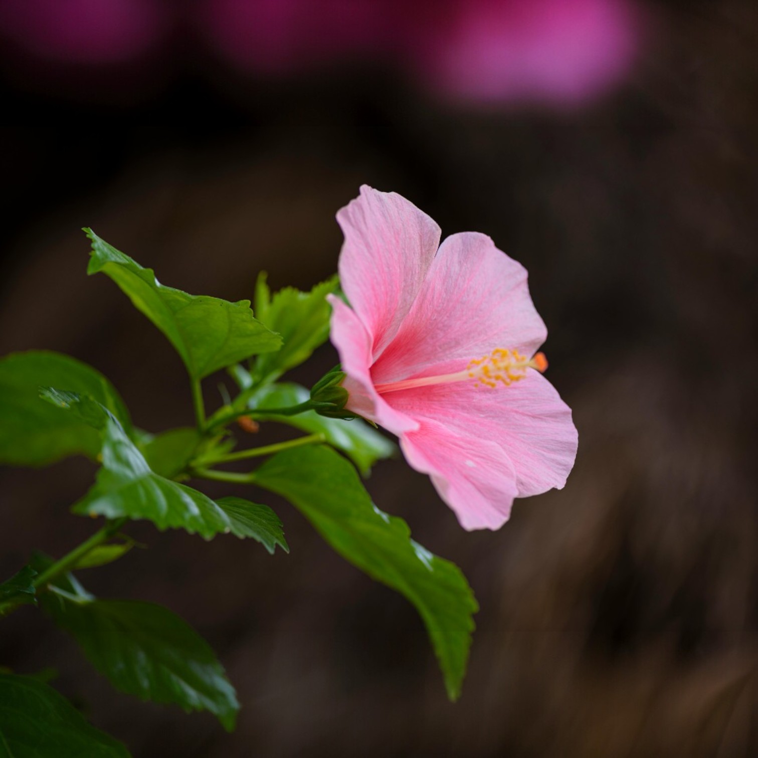 Pink Colour Hibiscus/Gudhal/Jasut/Joba/Jasuva Flower Live Plant for Home and Office Garden